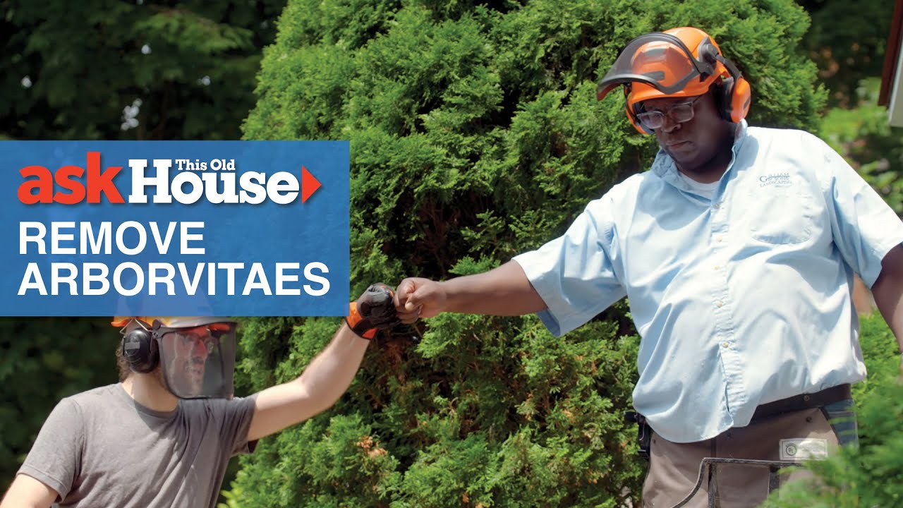 How to Remove Arborvitaes | Ask This Old House - YouTube
