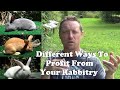 Different Ways To Make Money With Your Rabbitry