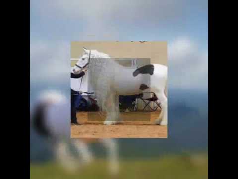 الخيل العربي على طبله ونص