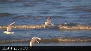 إن الله يأمركم أن تؤدوا الأمانات إلى أهلها #سورة النساء