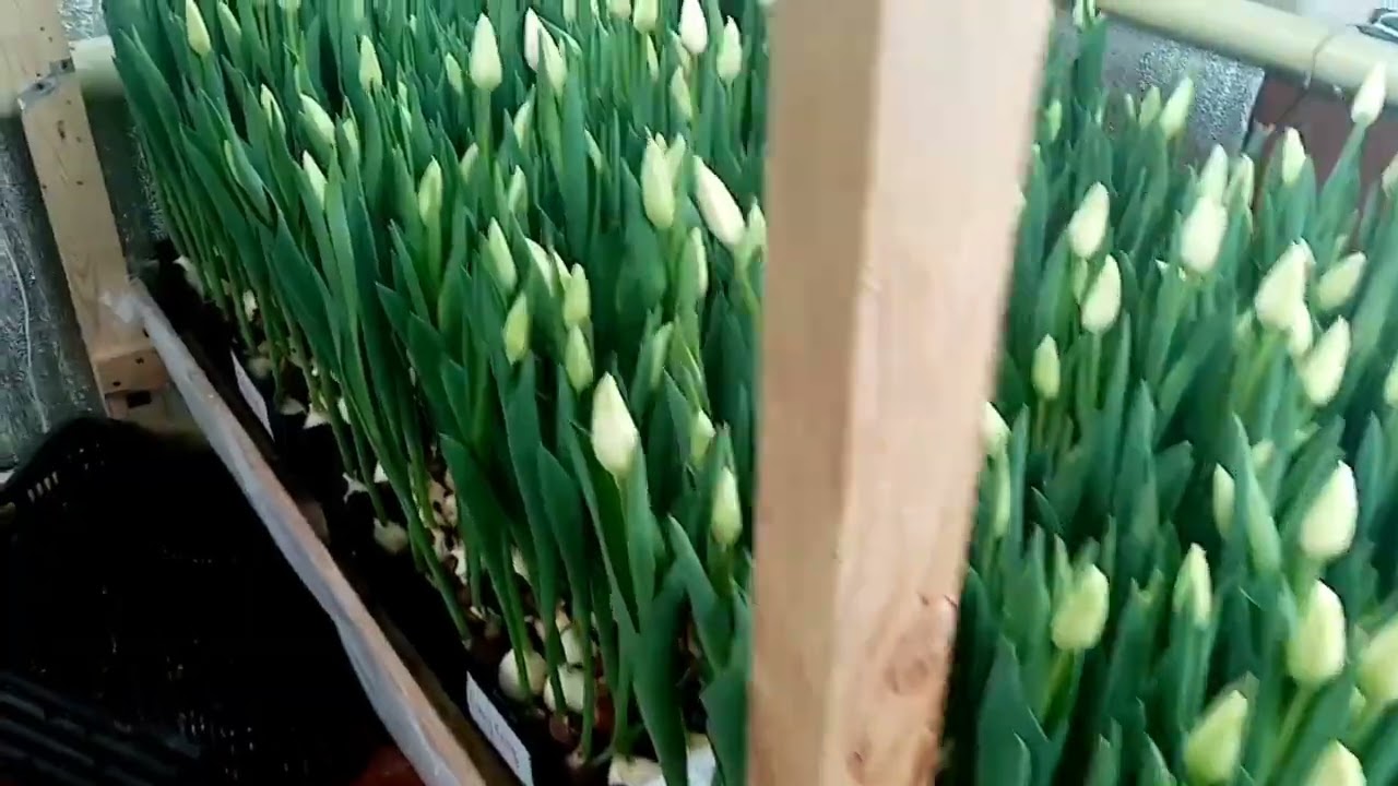 Выгонка тюльпанов. Первый урожай на 17 февраля 