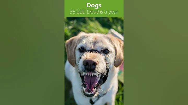 Top 5 Deadliest Animals in the World | Most Dangerous Animals #Shorts