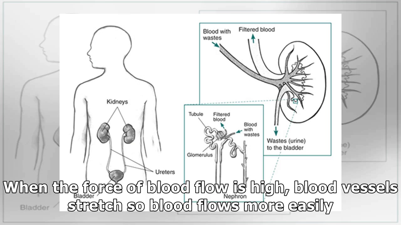 High Blood Pressure & Kidney Disease | NIDDK - YouTube