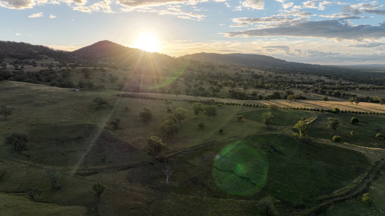 “Makiwa” First Class Grazing on the Liverpool Plains
