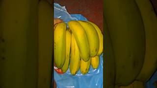 See Farm grown banana Fruit bunch to make banana chips Milkshake Recipe #banana#myunboxvideos#shorts