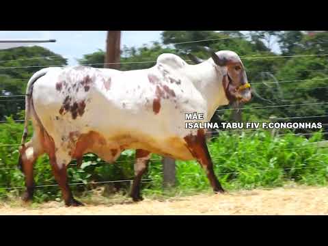 LOTE 19  VÂNIA LAMBDA FIV F.CONGONHAS 9379CB