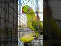 please mitthu beta ke liye like Karen 👍🏻 #follow #cutebird #birds #likes #likee #followme #mithhu