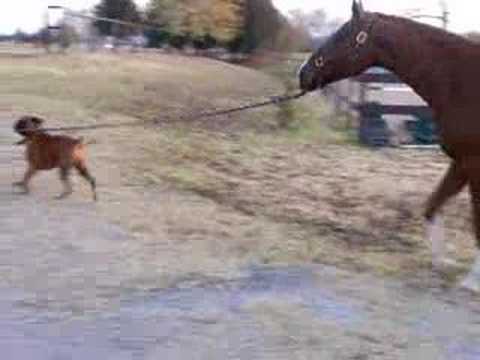 Dog stealing the Horse