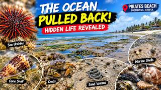 Mombasa at Low Tide 🇰🇪 | Hidden Ocean Creatures at Pirates Beach, Kenya News
