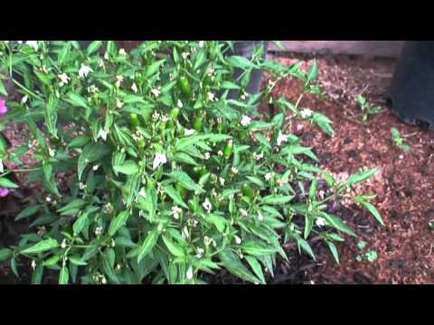 Thai Dragon Pepper 