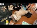 子猫がうちにやってきた♪さっそく先住インコおーちゃんの洗礼が!!【ブリティッシュゴールデン】【シロハラインコ】