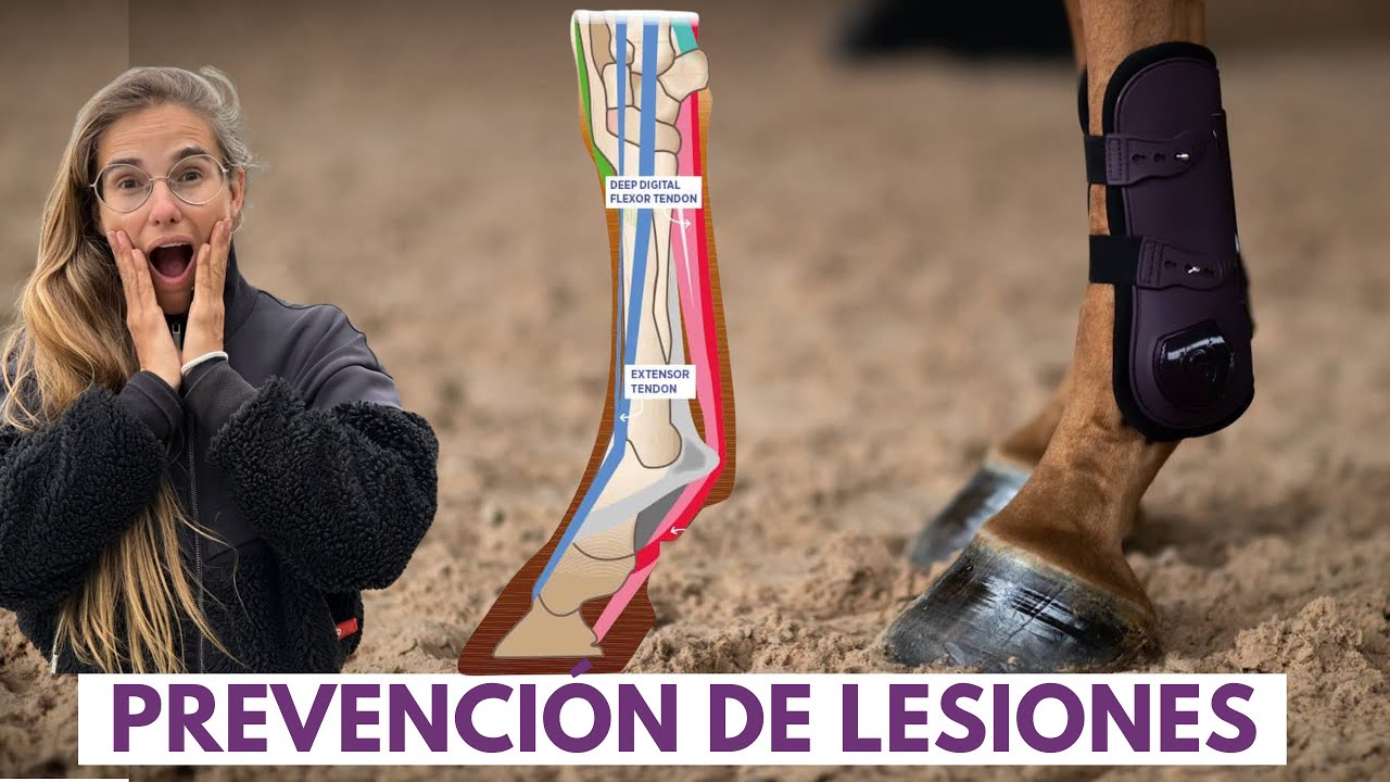 TODO sobre lesiones de tendones en caballos 🐎 prevención y recuperación