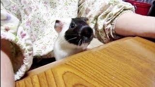 こたつ大好きなモルモットチョコ　Guineapig Loves Kotathu