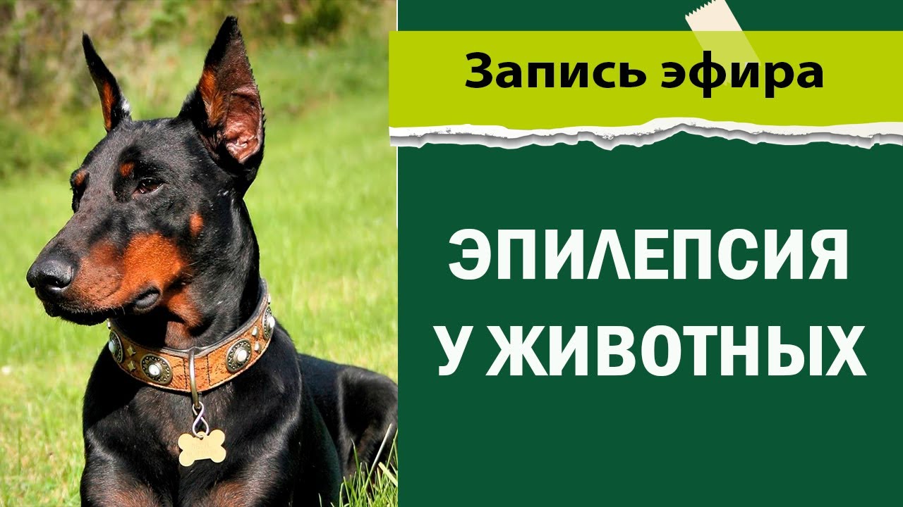 Эпилепсия у кошек