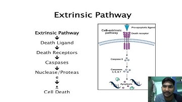 Apoptosis| Programmed Cell Death | Developmental Biology| CSIR-NET