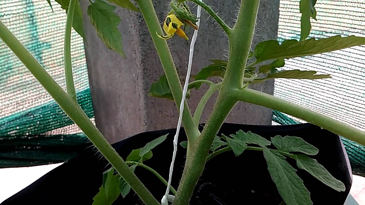Support Tomato using Tomato twine and clip YouTube