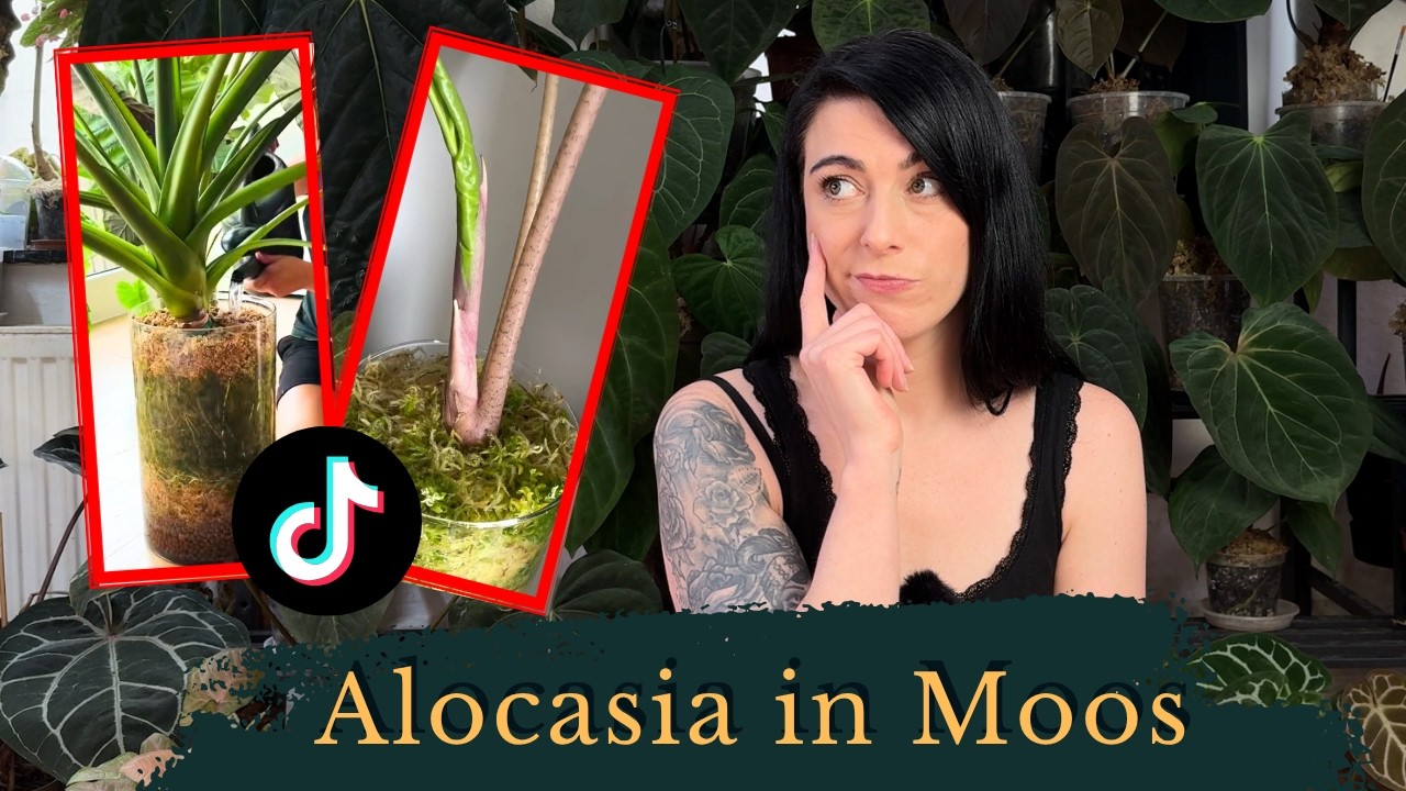 Problematischer Zimmerpflanzen-Hype?  -   das sagt dir niemand über Alocasien in Moos