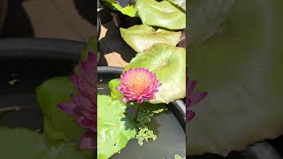 hassabadin #waterlily #trending #flowers #shorts