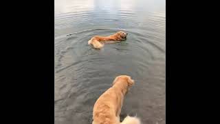 Stella swimming 2   1
