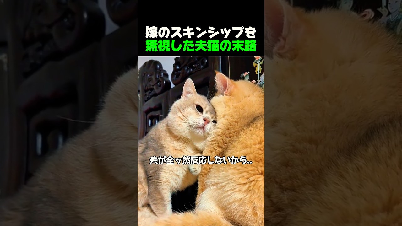 猫ちゃんマンページ YouTube