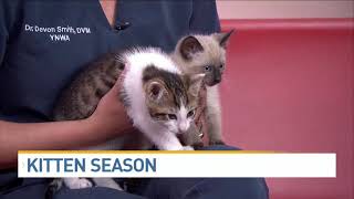 Kitten Season: What to do if you find kittens!