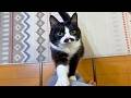 「フフフフン♪」って鼻歌交じりに甘えてくる猫が可愛い