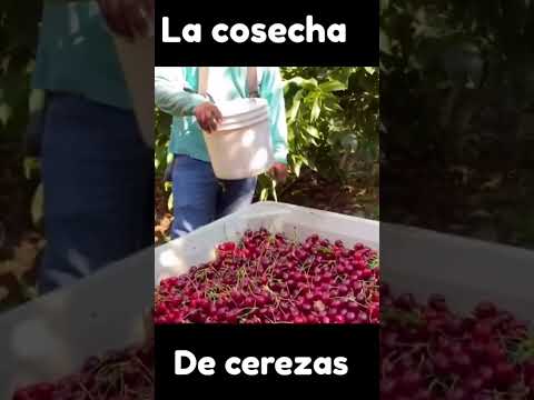 Vídeo: Benton Cherry Info – Como cultivar cerejas Benton na paisagem