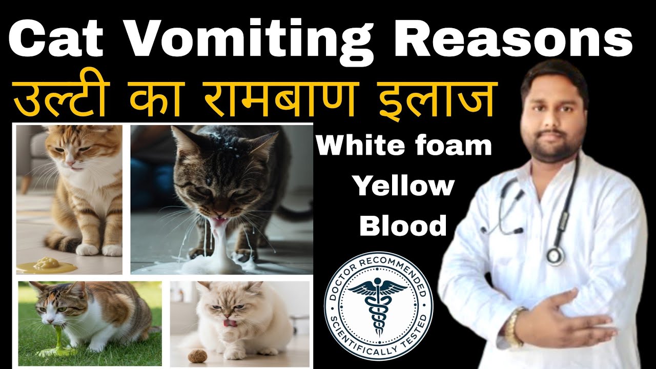 Cat Vomiting Treatment at Home | Billi Ko Ulti Ho To Kya Kare | Cat Vomiting Medicine 