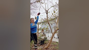 Mulberry Tree Trimming & Propagation: Growing New Trees from Cuttings | Pruning Mulberry Tree