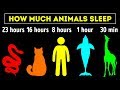 The Most Extreme Sleeping Hours Among Animals