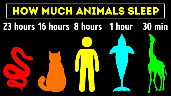 The Most Extreme Sleeping Hours Among Animals - DayDayNews