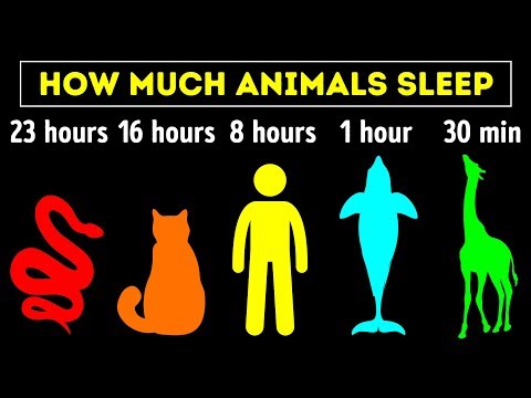 Video: Who Sleeps The Most