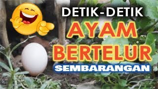 Tercyduk beginilah detik detik ayam bertelur