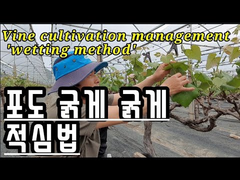 마을이장vlog/막창 먹고 포도나무 적심 해야 포도가 굵게! How do you grow vines? 