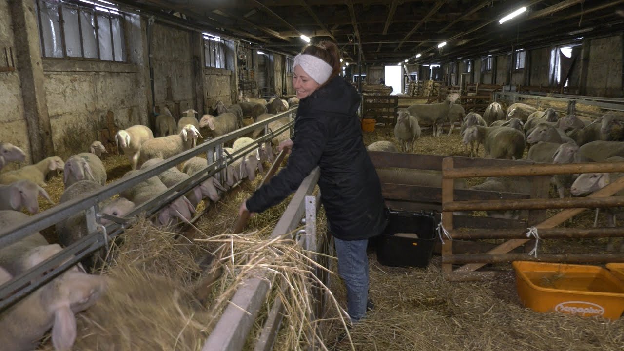 Lammfleisch aus der Nachbarschaft