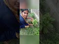 Vilakrs Paramedical Institute, Samastipur, Bihar World Environment day