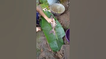Thumbnail of potong and bersihin ikan patin sblm di panggang😍 #ikanpatin #panggangikan