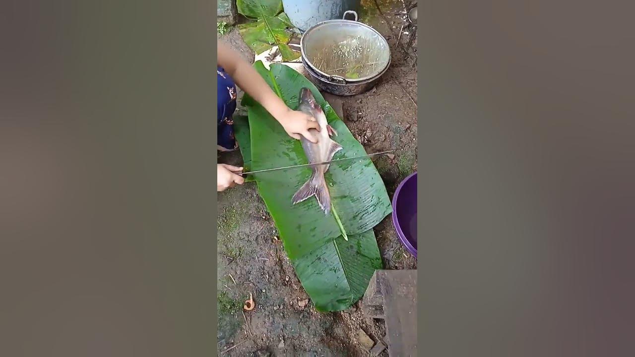potong and bersihin ikan patin sblm di panggang😍 #ikanpatin #panggangikan