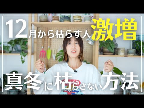 観葉植物で冬のブルー対策！効果的な5選と育て方