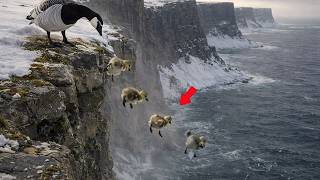 Barnacle Goose: 200 Days From Egg to Survivor | Full Life Cycle Documentary