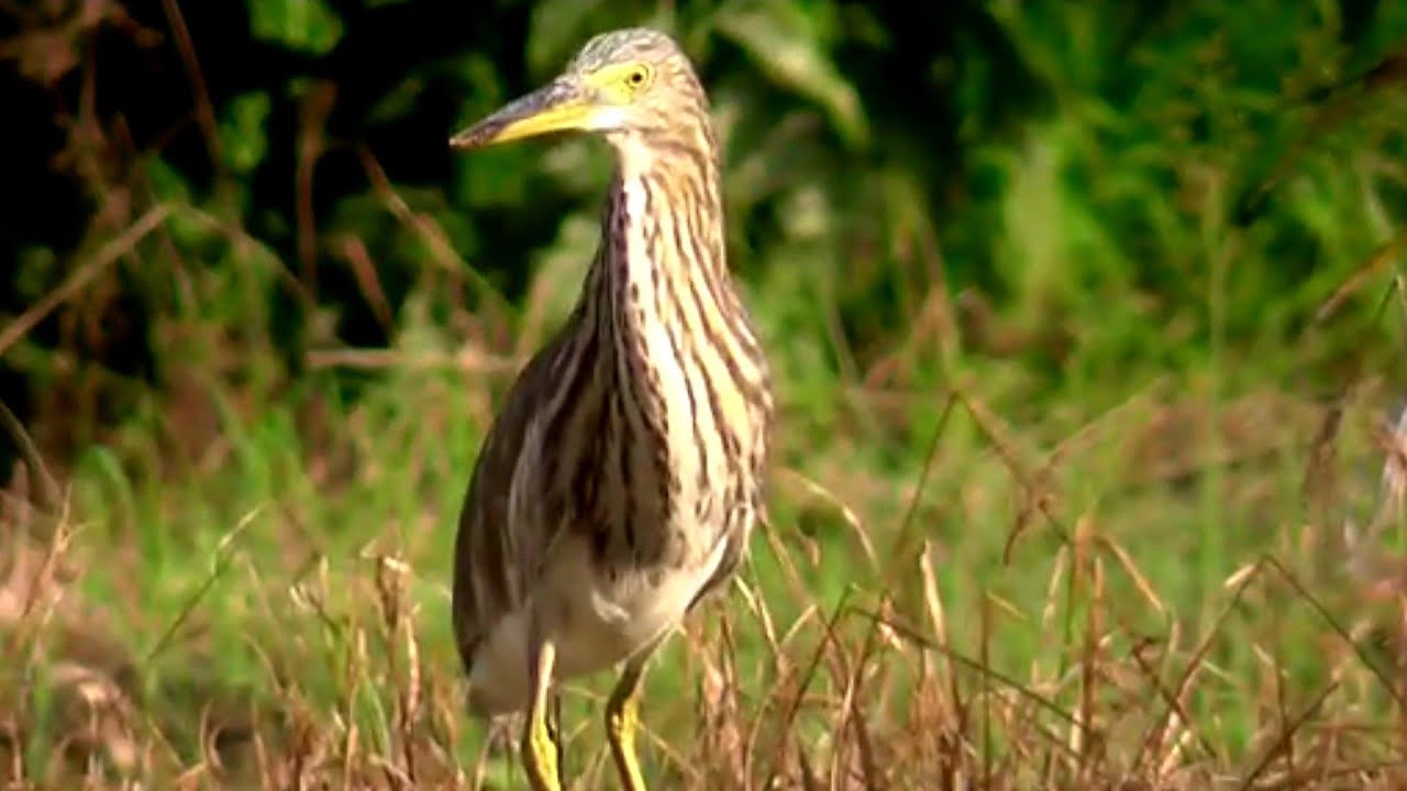 Цапли, соколы, дятлы