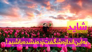 زمین های گل لاله در هالند که بادیدن آن شگفت زده میشوید Campos de tulipanes en el Howland