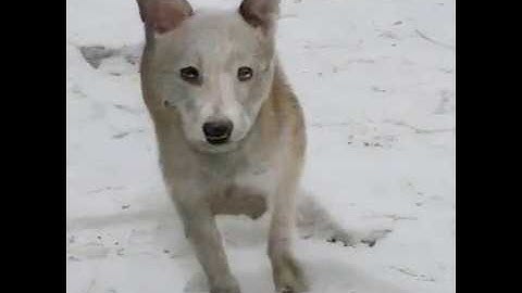 BigGAN-deep 512 exploration