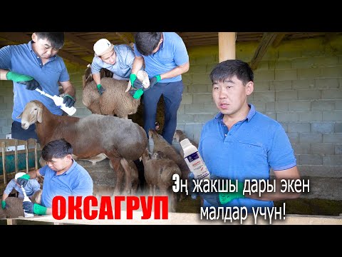 Video: Малдын популяциясындагы бут жана ооз ооруларын башкаруу