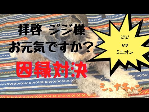 小山便り 拝啓 ジジ様お元気ですか 子離れ夫婦に溺愛されているミニチュアシュナウザーが遊び足りずぬいぐるみ相手に暴れている件 Youtube