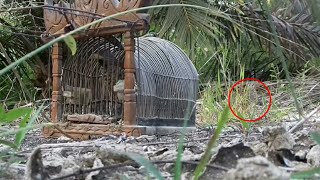 Suara Burung Puyuh||| Sekali Panggil Langsung Datang