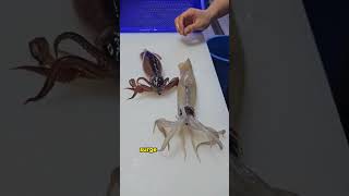 Squids Natures Living Neon Signs