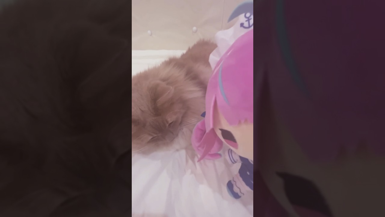 絶対に反応しない猫vsかまってほしいあくあ