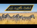 راز های زندگی گوره خر دشمن اصلیش کیه چی میخوره و 