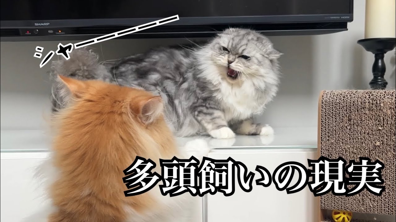 個性的な猫5匹多頭飼いのカオスな1日 - YouTube